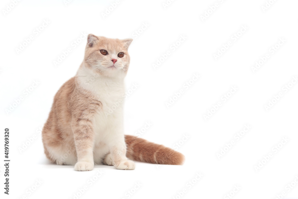 Scottish fold kittens sitting on white background. Orange cat looking something.Cute kitten isolate on white background.