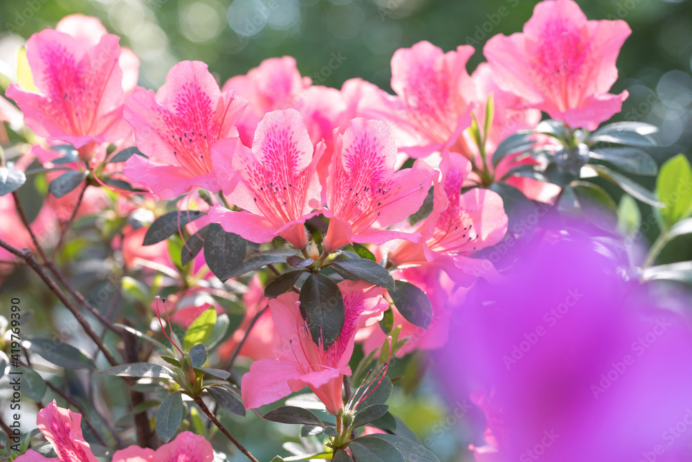Obraz premium pink flowers