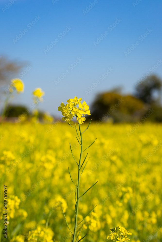 Beautiful yellow and green mustard flowers