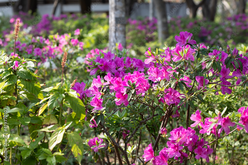 flowers in the garden