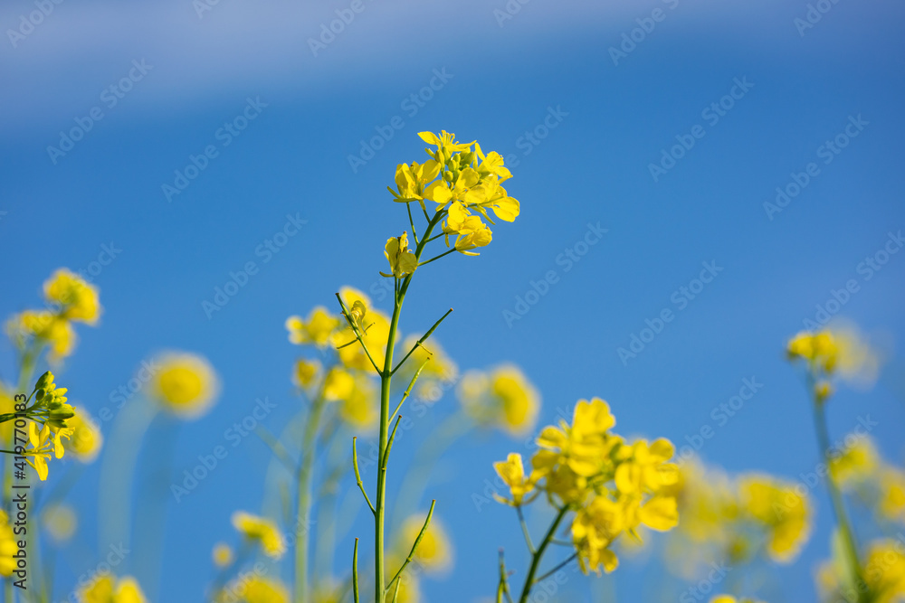 Beautiful yellow and green mustard flowers Beautiful yellow and green mustard flowers