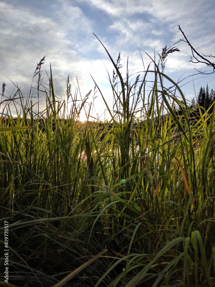 Grass and sky Grass and sky