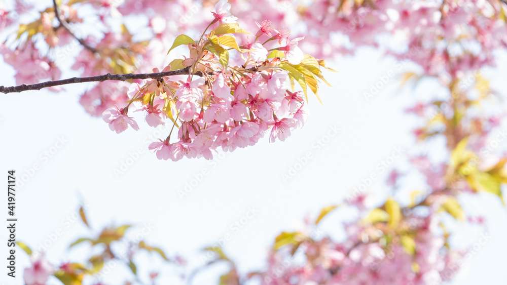 Flores. Flores.