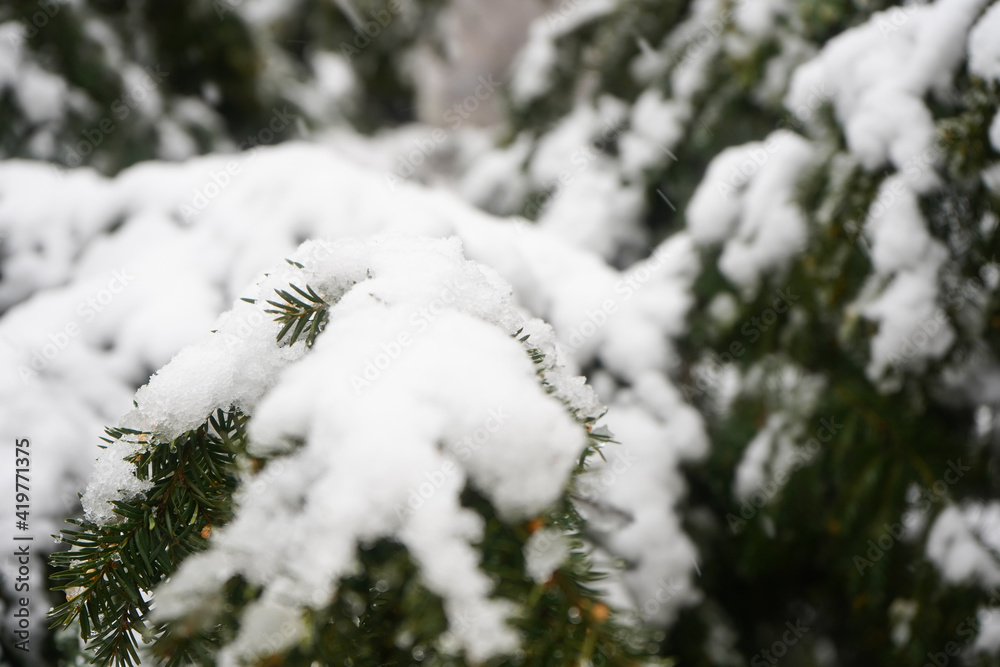 Fir tree loaded with snow. Outdoor photography during the day.
