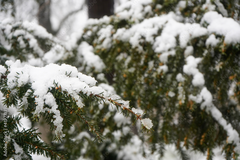 Fir tree loaded with snow. Outdoor photography during the day. Fir tree loaded with snow. Outdoor photography during the day.