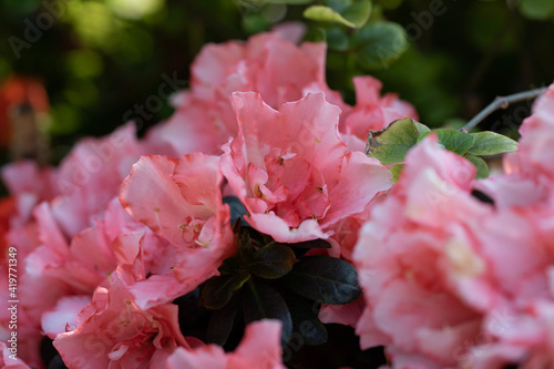 pink rose bush