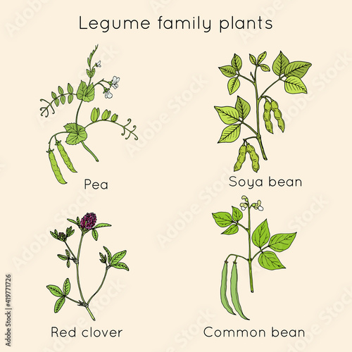 Collection of legume family plants. Hand drawn vector set