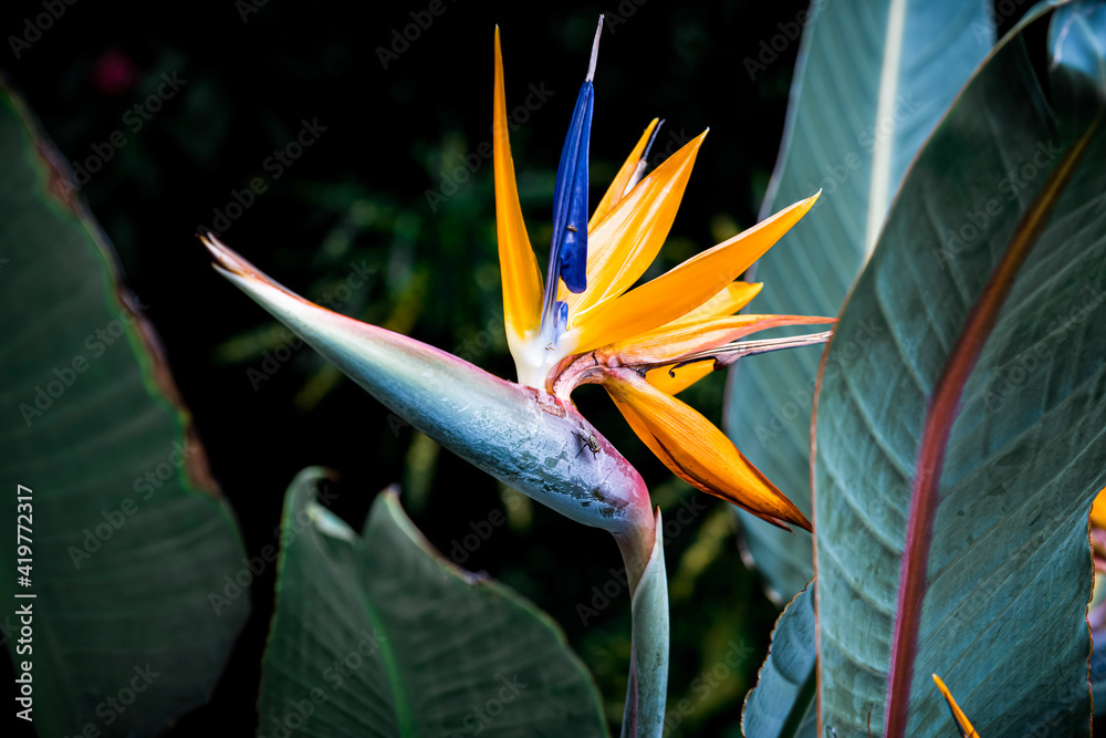 Fototapeta premium bird of paradise
