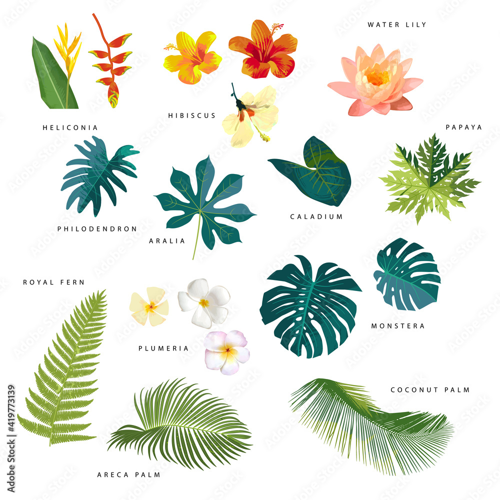 Vector botanical tropical leaf collection. Artistic colorful jungle
