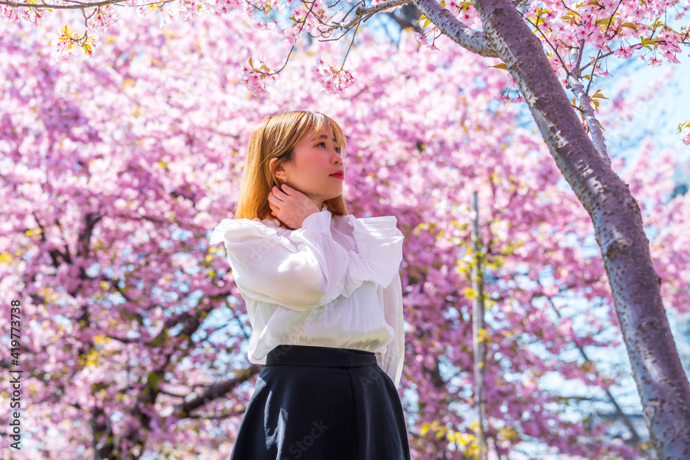 河津桜と若い女性 河津桜と若い女性
