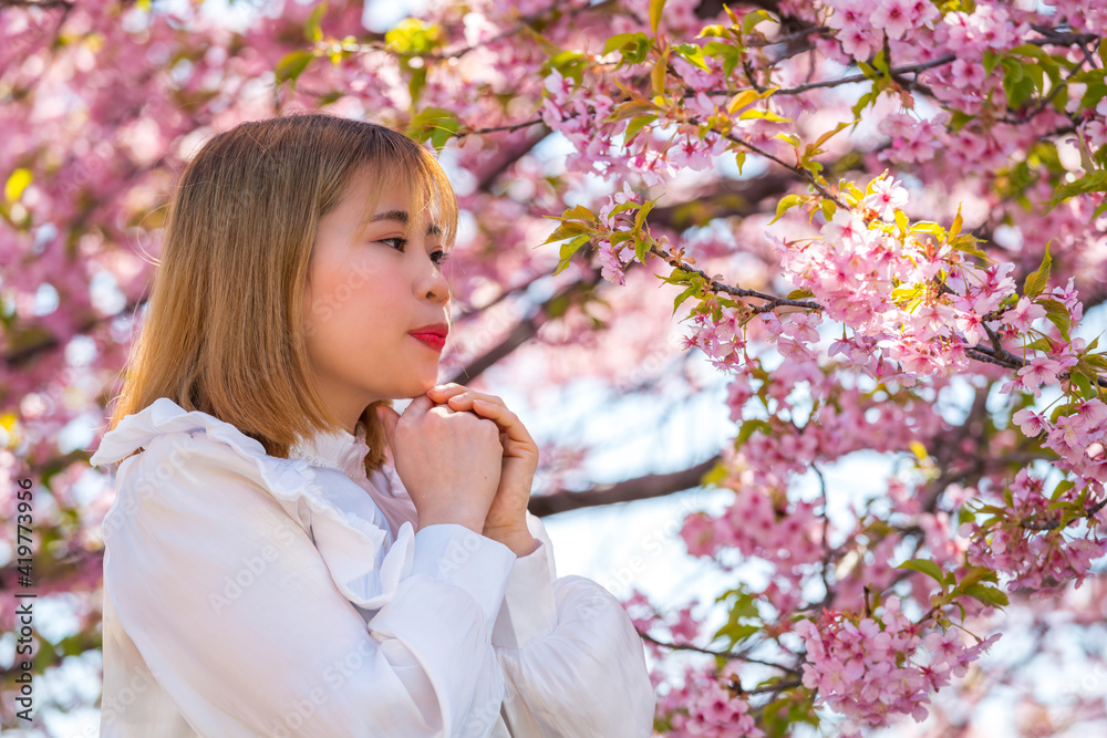 河津桜と若い女性 河津桜と若い女性