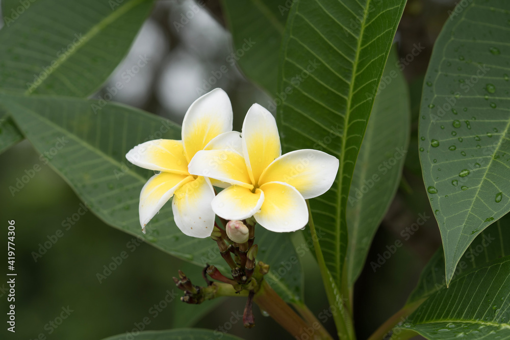 Fototapeta premium frangipani plumeria flower