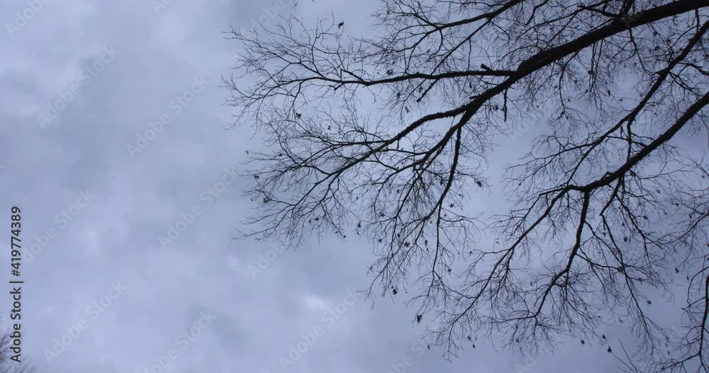 Looking up through bare tree branches as dark and moody clouds at dusk quickly pass above in this time lapse video. Looking up through bare tree branches as dark and moody clouds at dusk quickly pass above in this time lapse video.