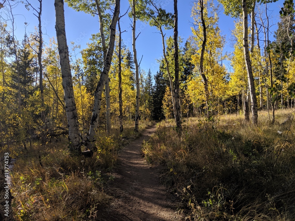 Naklejka premium Autumn in the forest
