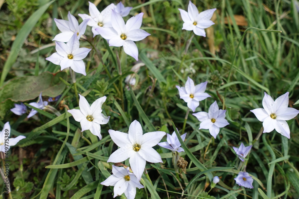 White ipheion uniflora flowers in full bloom. White ipheion uniflora flowers in full bloom.