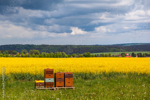 Bienenvölker am Rapsfeld