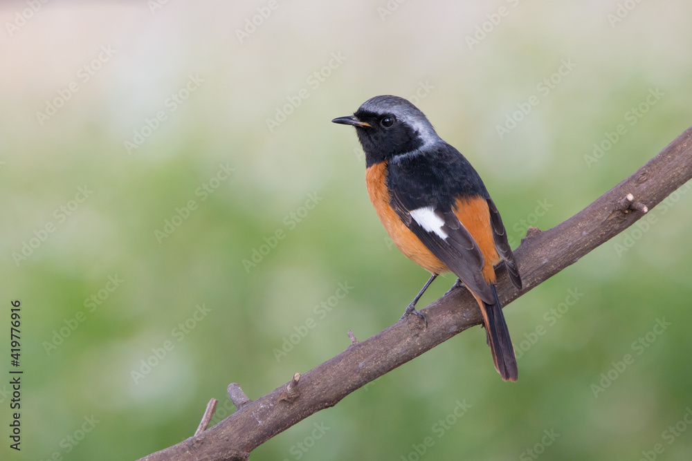 Beautiful of Daurian Redstart Bird on a branch in nature of thailand. Beautiful of Daurian Redstart Bird on a branch in nature of thailand.