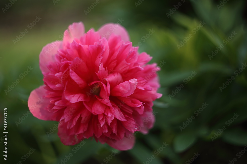 Beautiful blooming pink peony flower close up Beautiful blooming pink peony flower close up