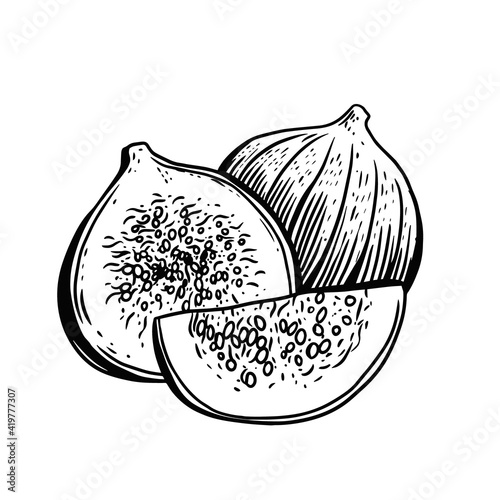 A black and white vector illustration of a fig in sketch style art, capturing the intricate details of the fruit with hand-drawn lines and shading, ideal for a rustic or natural-themed design.