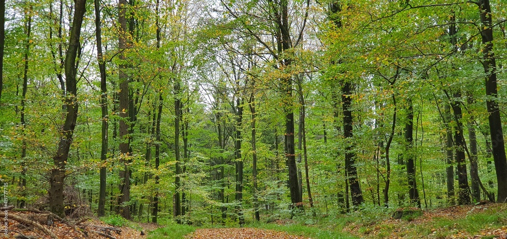 Fototapeta premium Forest