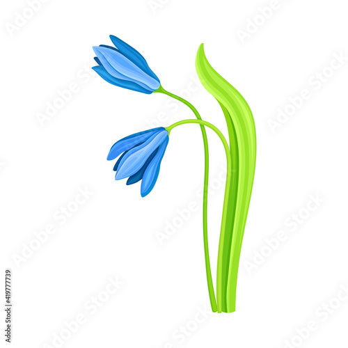 Snowdrop or Galanthus with Blue Pendulous Flower and Linear Leaves Vector Illustration