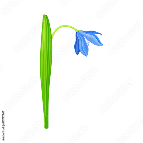 Snowdrop or Galanthus with Blue Pendulous Flower and Linear Leaves Vector Illustration