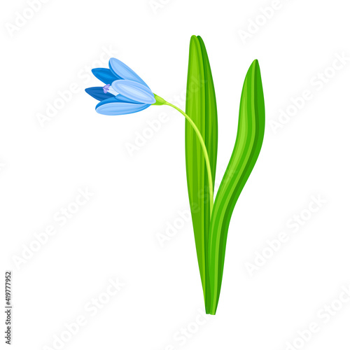 Blue Pendulous Flower of Snowdrop or Galanthus Bulbous Perennial Specie Vector Illustration
