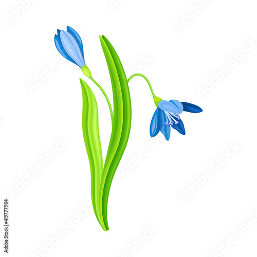 Blue Pendulous Flower of Snowdrop or Galanthus Bulbous Perennial Specie Vector Illustration