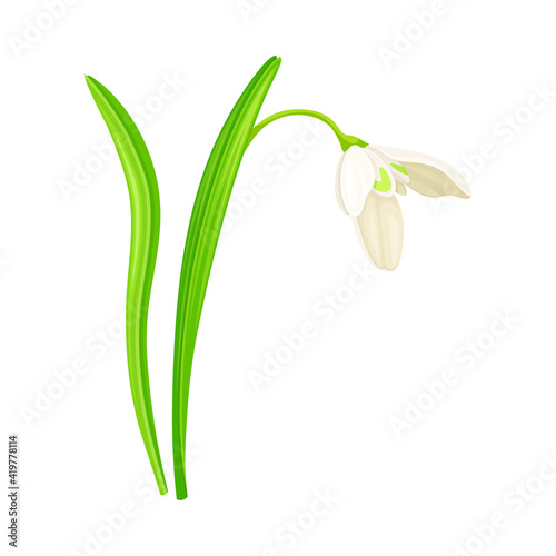 Snowdrop or Galanthus with White Drooping Bell Shaped Flower and Linear Leaves Vector Illustration
