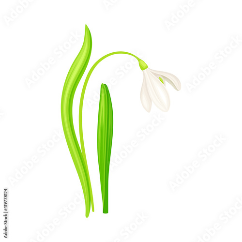 Snowdrop or Galanthus with White Drooping Bell Shaped Flower and Linear Leaves Vector Illustration