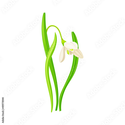 Snowdrop or Galanthus with White Drooping Bell Shaped Flower and Linear Leaves Vector Illustration