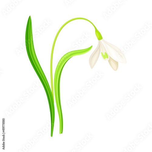 Snowdrop or Galanthus with White Drooping Bell Shaped Flower and Linear Leaves Vector Illustration