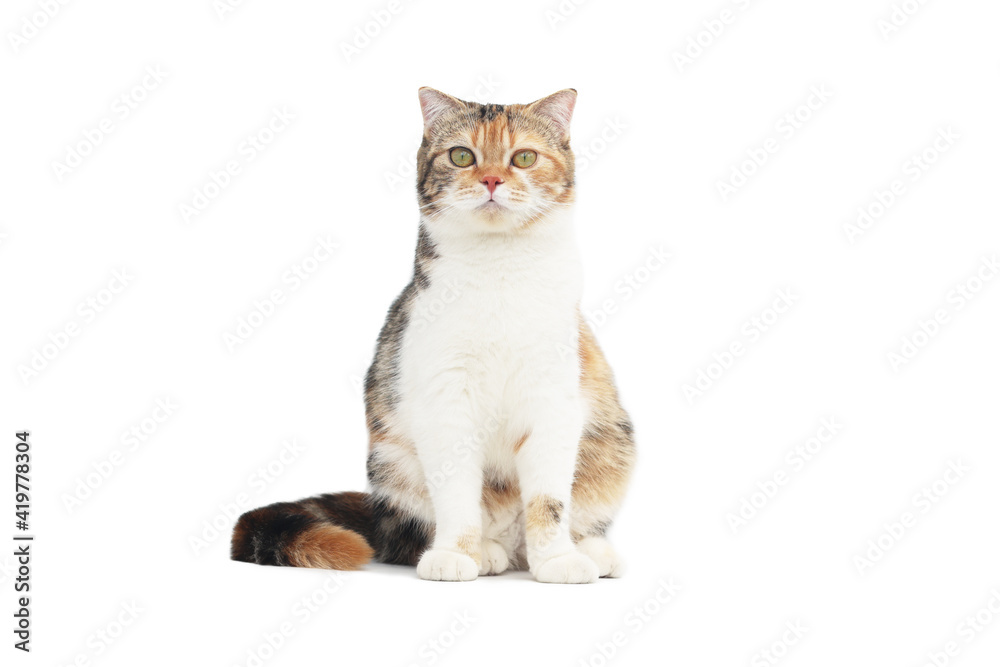 Obraz premium Scottish fold cat sitting on white background. Calico cat looking at camera.Parti-colour cat isolate on white background.