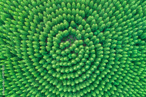 Aerial view of summer green trees in a forest