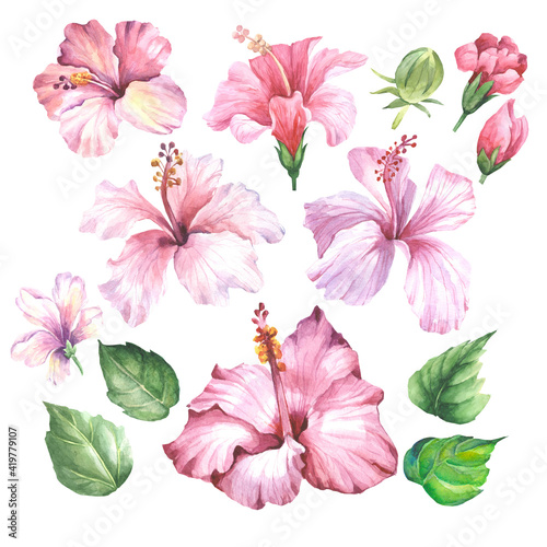 set of pink flowers.watercolor hibiscus