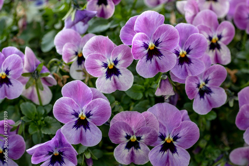 風景素材　早春のヴィオラの花