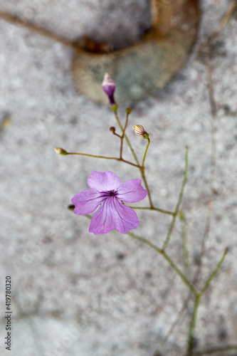 Brazilian Wildflower: Pink flower of the extremely rare Philcoxia minensis in the Serra do Cabral in Minas Gerais, Brazil photo