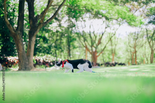 A cat on a leash walking in a park, Cat sitting on the grass