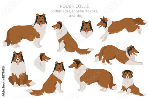 Rough collie clipart. Different poses, coat colors set.
