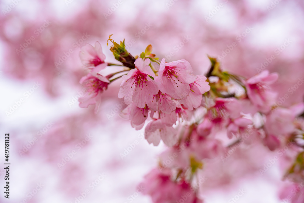 Obraz premium 寒桜