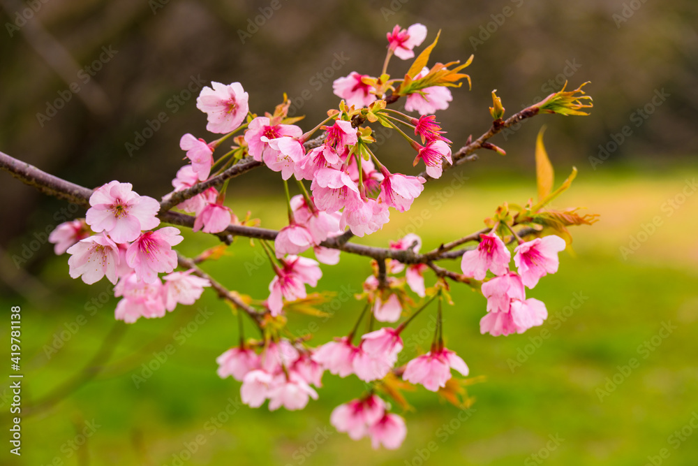 寒桜 寒桜