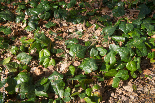 Winter Sun on the Dark Green Glossy Leaves of a Persian Ivy Plant (Hedera colchica) Growing in a Woodland Garden in Rural Devon, England, UK