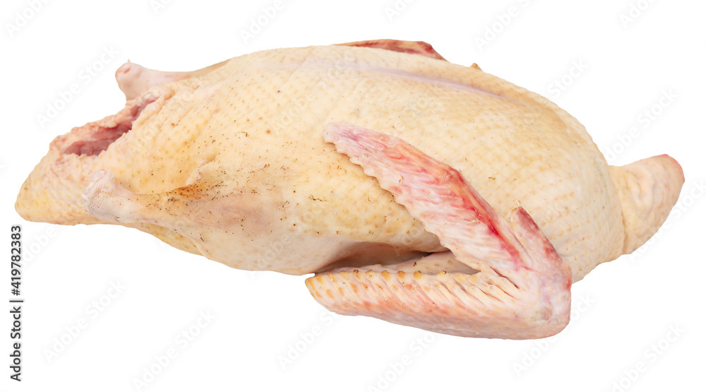 Duck carcass isolated on white background. Duck carcass isolated on white background.