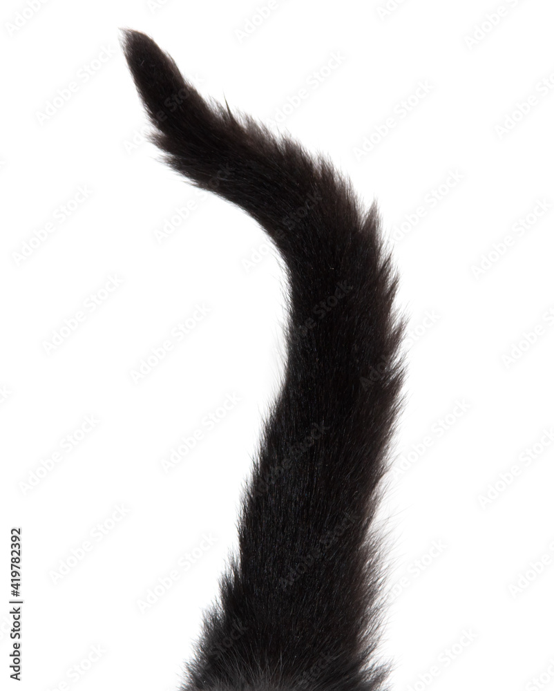 Zdjęcie Stock: Black cat tail isolated on white | Adobe Stock