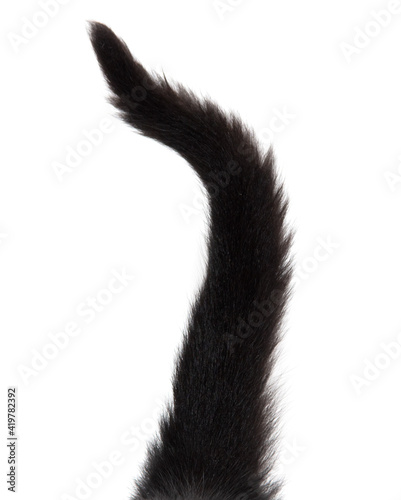 Black cat tail isolated on white