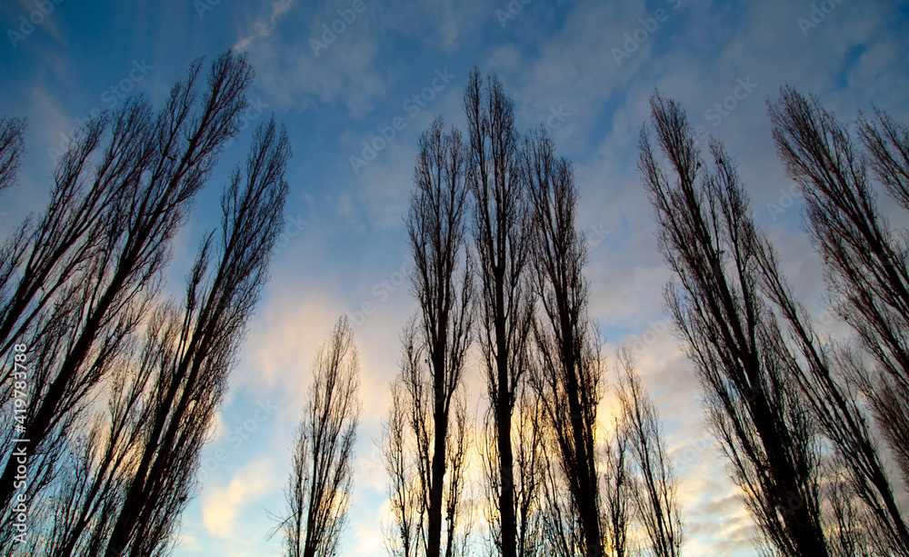 Bare branches on a tree at sunset. Bare branches on a tree at sunset.