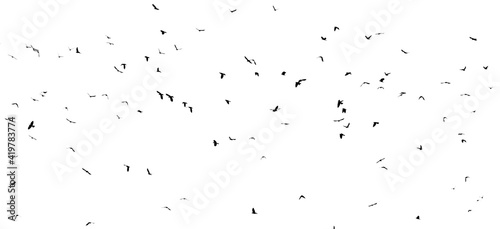 A flock of birds isolated on a white