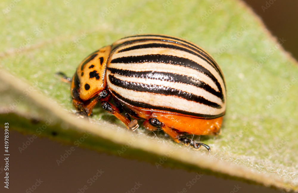 Colorado potato beetle on an eggplant plant. Colorado potato beetle on an eggplant plant.