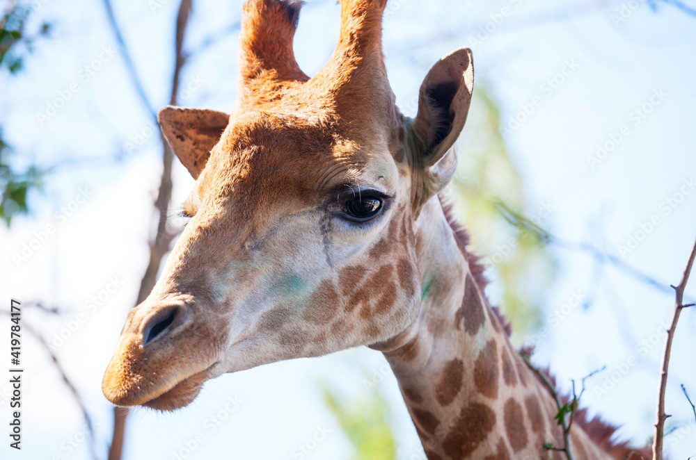 Obraz premium Giraffe