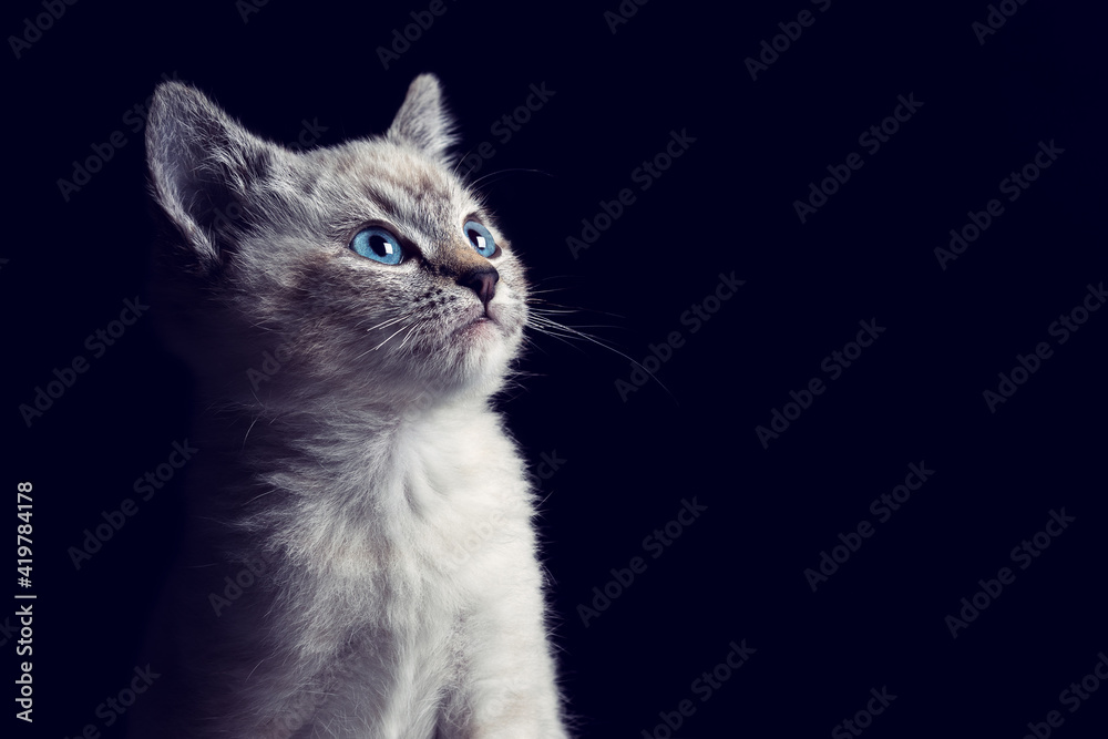 Portrait of a beautiful striped grey kitten with blue eyes on black background with dead space